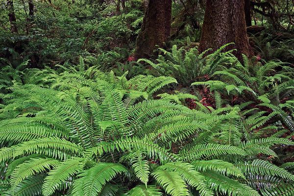 Jones, Adam 아티스트의 Ferns-Hoh Rainforest-Olympic National Park-Washington State작품입니다.